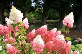 Vanilla Strawberry Hydrangea