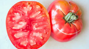 Afbeeldingsresultaat voor earliana tomato
