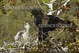 Attēlu rezultāti vaicājumam “Buteo buteo nest”