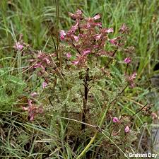 Attēlu rezultāti vaicājumam “Pedicularis palustris”