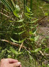 Attēlu rezultāti vaicājumam “Berula erecta leaf”