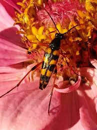 Attēlu rezultāti vaicājumam “Strangalia attenuata”