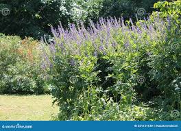 Attēlu rezultāti vaicājumam “Galega orientalis flower”