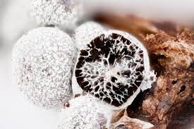 Attēlu rezultāti vaicājumam “Badhamia foliicola macro”