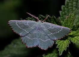 Attēlu rezultāti vaicājumam “Thalera fimbrialis”