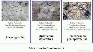 Attēlu rezultāti vaicājumam “Opegrapha rufescens”