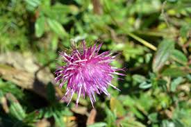 Attēlu rezultāti vaicājumam “Cirsium acaule leaf”