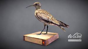 Image result for Numenius borealis