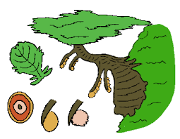 Attēlu rezultāti vaicājumam “Clastodermataceae”