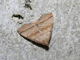 Attēlu rezultāti vaicājumam “Herminia tarsicrinalis”