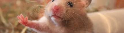 Afbeeldingsresultaat voor hamsters