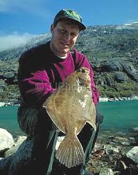 Image result for Hippoglossoides platessoides