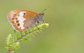 Attēlu rezultāti vaicājumam “Coenonympha arcania”