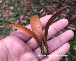 Attēlu rezultāti vaicājumam “Helianthus annuus fruit”