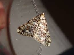 Attēlu rezultāti vaicājumam “Agriopis leucophaearia”