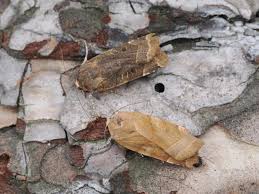 Attēlu rezultāti vaicājumam “Noctua fimbriata”