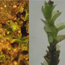 Attēlu rezultāti vaicājumam “Pohlia sphagnicola”