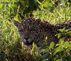 Image result for Brazilia 1980 Jaguar