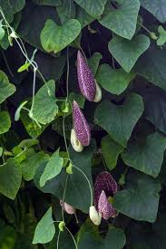 Attēlu rezultāti vaicājumam “Aristolochia durior flower”