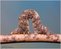 Attēlu rezultāti vaicājumam “Geometridae”