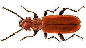 Attēlu rezultāti vaicājumam “Cucujus cinnaberinus”