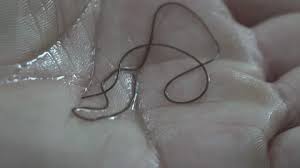 Attēlu rezultāti vaicājumam “Nematomorpha”