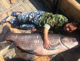 Image result for Mylopharyngodon piceus