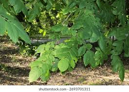 Attēlu rezultāti vaicājumam “Juglans mandshurica leaf”