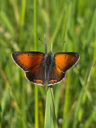 Attēlu rezultāti vaicājumam “Lycaena hippothoe underside”