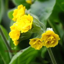 Image result for Primula veris