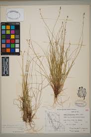 Attēlu rezultāti vaicājumam “Carex chordorhiza”