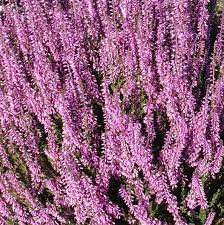 Attēlu rezultāti vaicājumam “Calluna vulgaris”