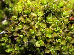 Attēlu rezultāti vaicājumam “Syntrichia latifolia”