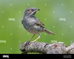 Attēlu rezultāti vaicājumam “Sylvia nisoria”