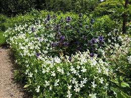 Image result for Viola cornuta