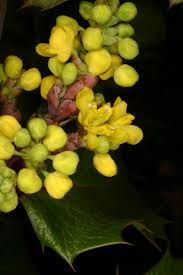Attēlu rezultāti vaicājumam “Mahonia aquifolium bud”