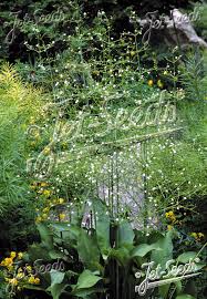 Attēlu rezultāti vaicājumam “Alisma plantago-aquatica flower”
