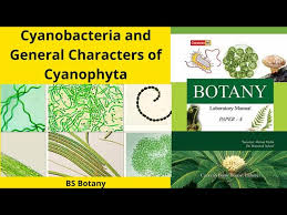 Attēlu rezultāti vaicājumam “Cyanophyta”