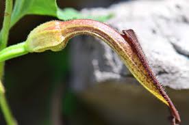 Attēlu rezultāti vaicājumam “Aristolochiaceae”