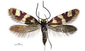 Attēlu rezultāti vaicājumam “Micropterigidae”