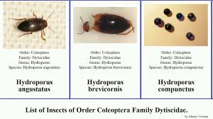 Attēlu rezultāti vaicājumam “Colymbetes striatus”