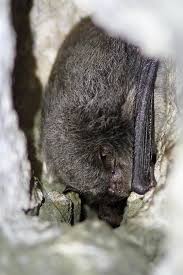 Attēlu rezultāti vaicājumam “Myotis daubentonii”