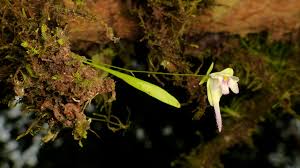 Attēlu rezultāti vaicājumam “Lentibulariaceae”