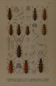 Attēlu rezultāti vaicājumam “Dendrophagus crenatus”