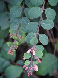 Attēlu rezultāti vaicājumam “Symphoricarpos x chenaultii”