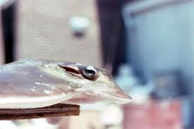 Image result for Myliobatis freminvillei