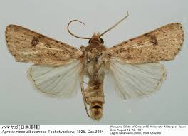 Attēlu rezultāti vaicājumam “Agrotis ripae”