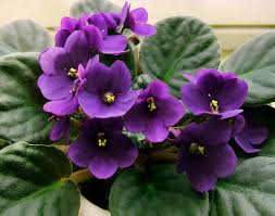 Image result for Saintpaulia ionantha Culitvar