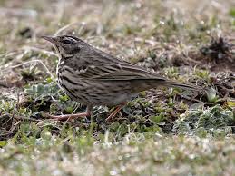 Image result for Anthus hodgsoni