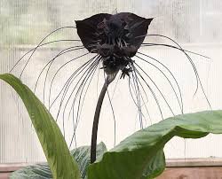 Image result for Tacca chantrieri